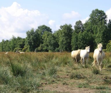 Journées du patrimoine : la gestion écologique du marais