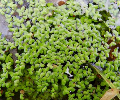 Balade nature - La vie palpitante des plantes aquatiques