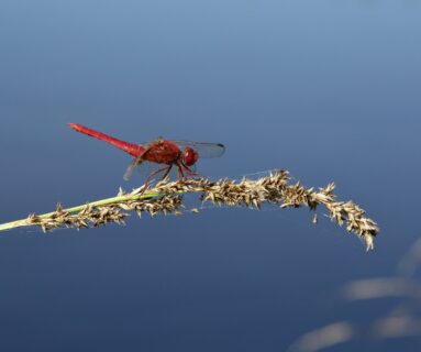 Balade nature - Le ballet des demoiselles