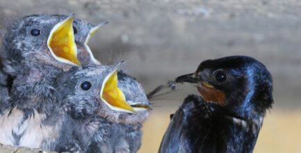 Exposition « photographies d'oiseaux » par Jacques Rivière