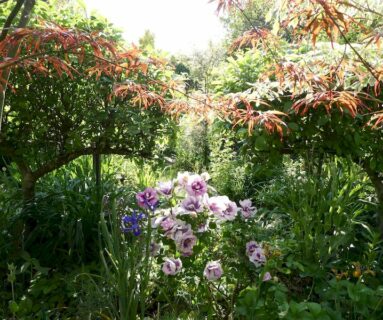 Ciné jardin 